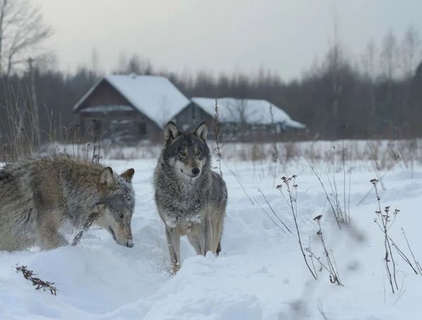 farkas Ezermester címke 